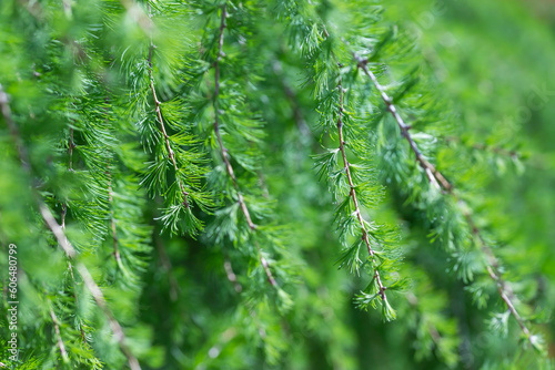 Larch needles 