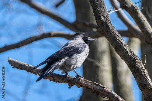 Wrona siwa (Hooded crow, Corvus cornix)