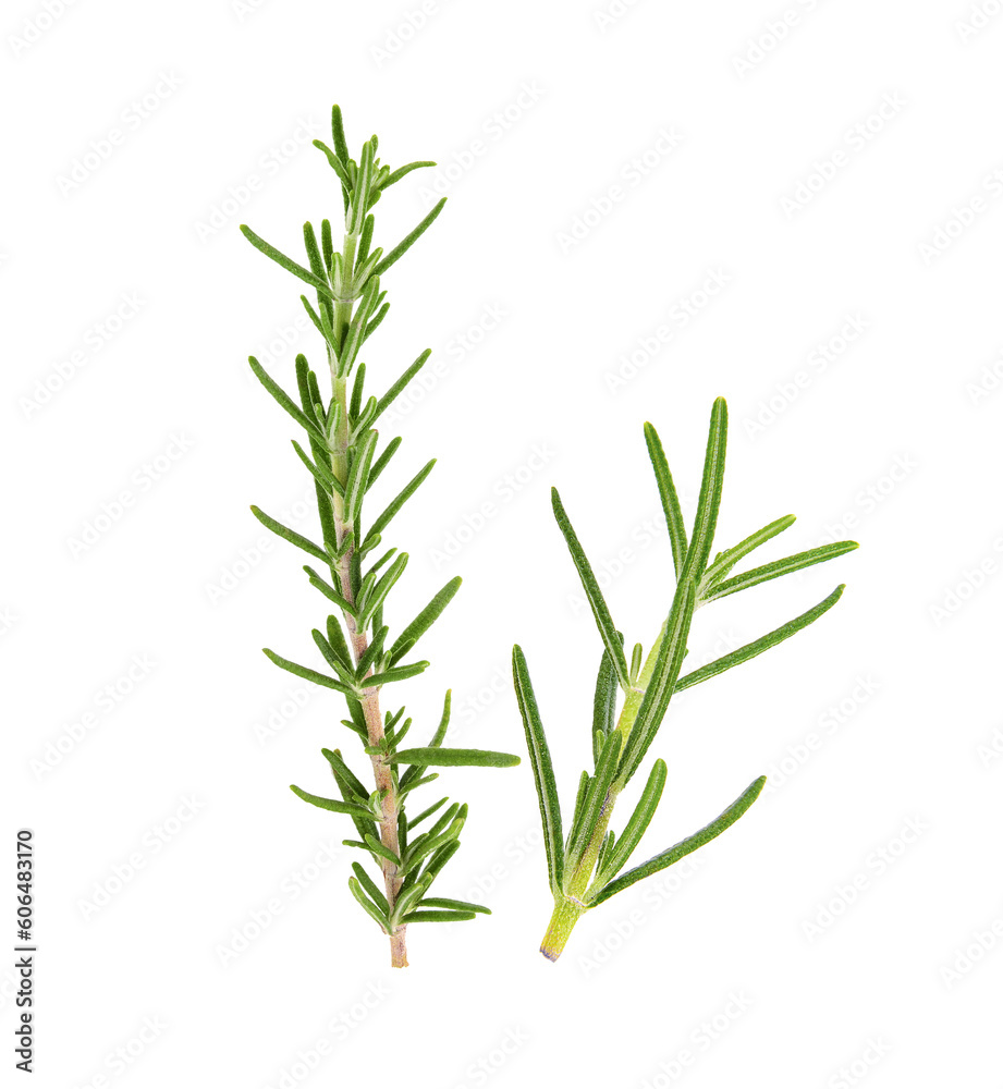 Rosemary on transparent png Rosemary on transparent png