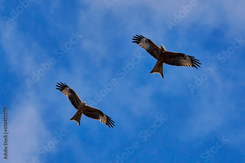 Two Red Kites at play