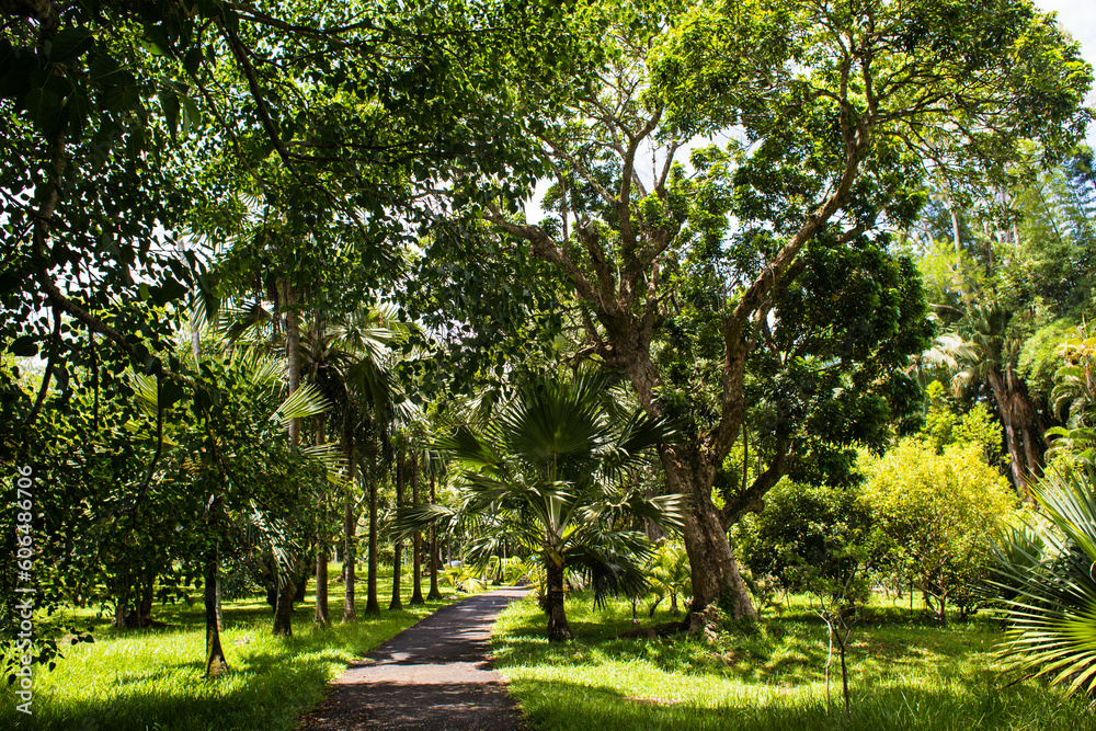Waldweg im Sir Seewoosagur Ramgoolam Botanical Garden