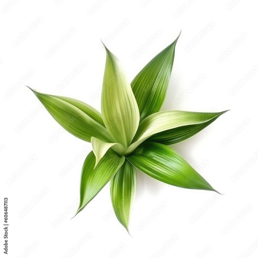 Dracaena leaf isolated on white background. Generative AI Dracaena leaf isolated on white background. Generative AI