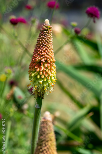 Kniphofia uvaria bright yellow orange ornamental flowering plants on tall stem, group tritomea torch lily red hot poker flowers photo