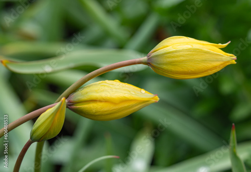 close up of tulip