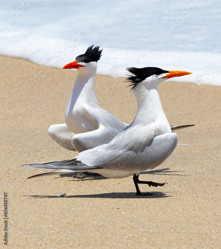 Two royal terns on the beach