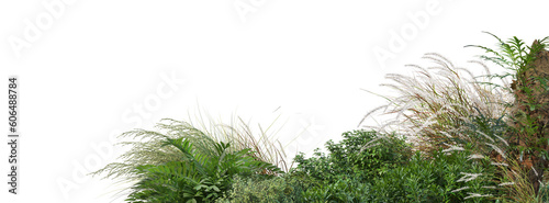 A small garden foreground with many plants and grasses on a transparent background. photo
