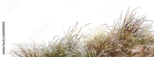 A small garden foreground with many plants and grasses on a transparent background.