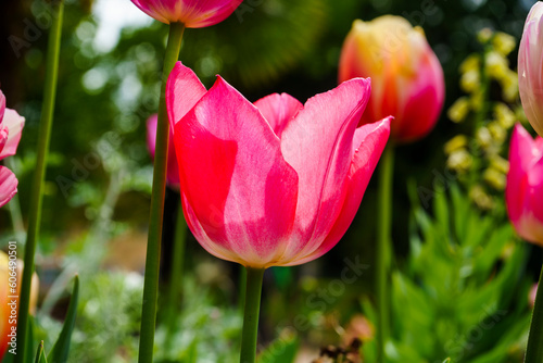 La belle tulipe en gros plan