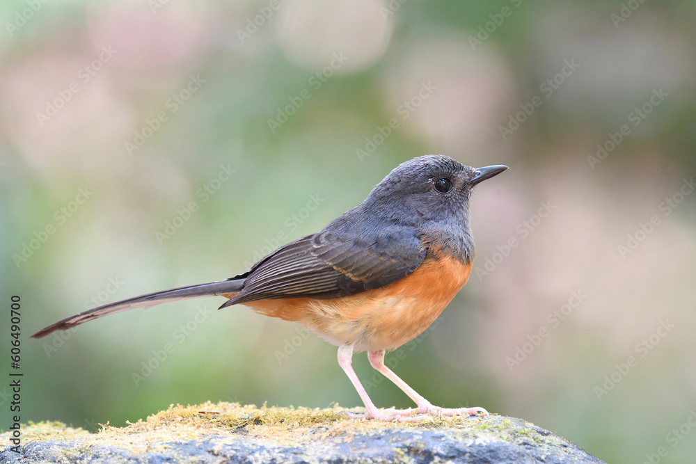 female of white-rumped shama perching on mossy rock expose over green background female of white-rumped shama perching on mossy rock expose over green background
