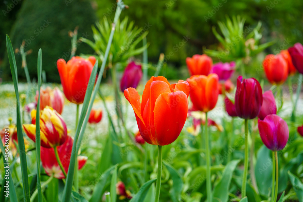 Tulipes en Printemps