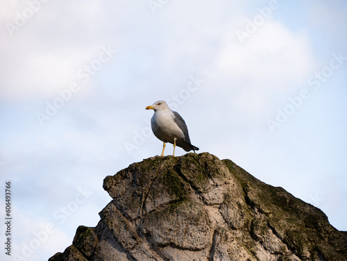 Seagull Perched on Rock Against Sky - Coastal Sentinel