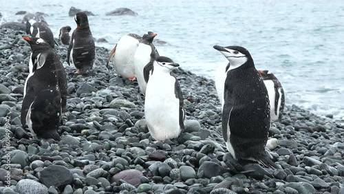 Penguins in Antarctica. Adelie Penguins on the nest at Paulet Island in Antarctica. Animal, bird, wildlife on arctic nature. photo