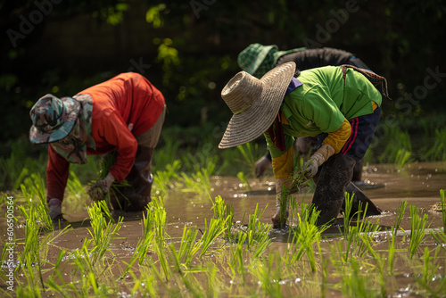 Farming produces rice on green rural areas. to create food crops on a large area The nature of Asian agriculture produces the cultivation of field crops based on organic farming culture. with sustaina