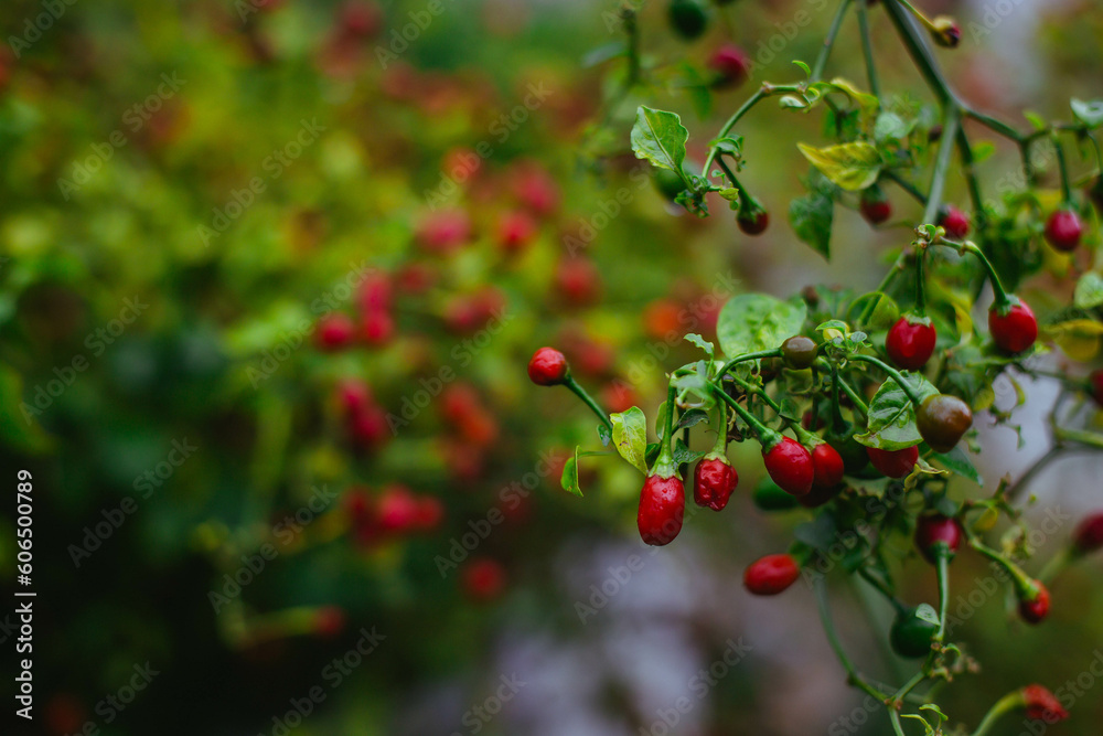 Intense Red Splendor: Up-close Encounter with Luscious Pepper Fruits