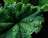 kale with water droplets on its leaves, showcasing its vibrant green color and intricate texture