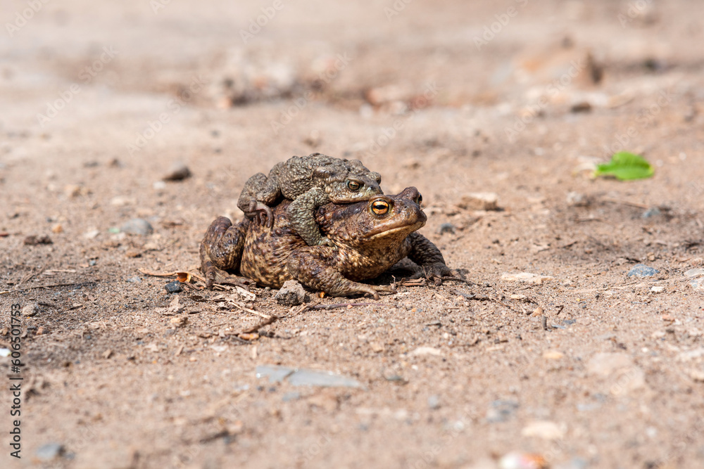 pair of common toads in amplexus on the sandy shore of a pond