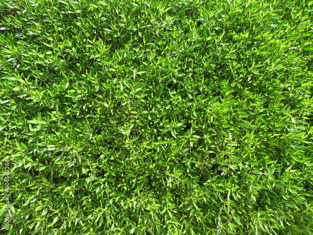 Macro photography of green leaves. Green fence in the botanical garden. green background Macro photography of green leaves. Green fence in the botanical garden. green background