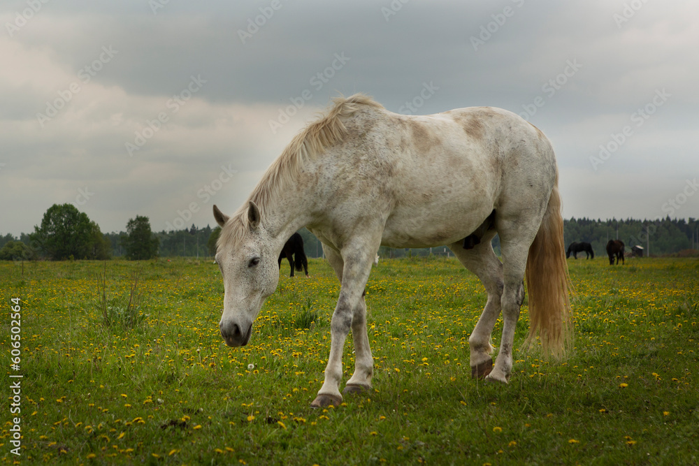 gray hoarse graze on green summer meadow full body photo gray hoarse graze on green summer meadow full body photo