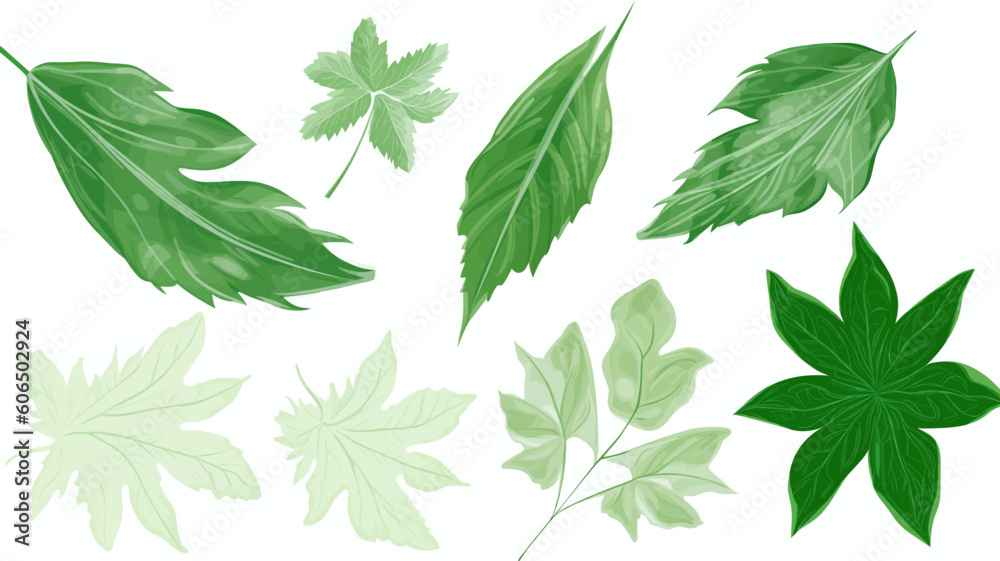 green leaves isolated on white, design elements, frames, calligraphic. Vector floral illustration with branches, berries, feathers and leaves. Nature frame on white background green leaves isolated on white, design elements, frames, calligraphic. Vector floral illustration with branches, berries, feathers and leaves. Nature frame on white background