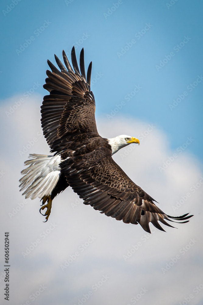 Fototapeta premium American Bald Eagle