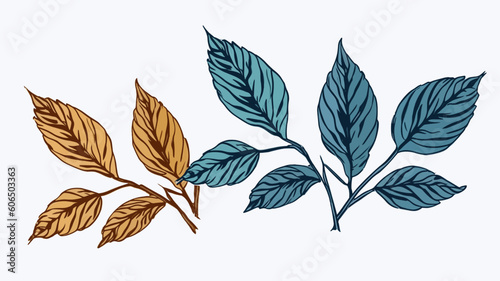 set of leaves design elements  frames  calligraphic. Vector floral illustration with branches  berries  feathers and leaves. Nature frame on white background