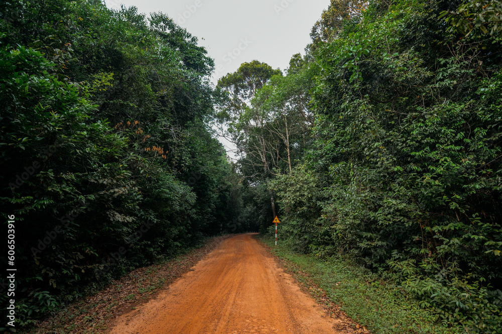 jungle road in nature reserve