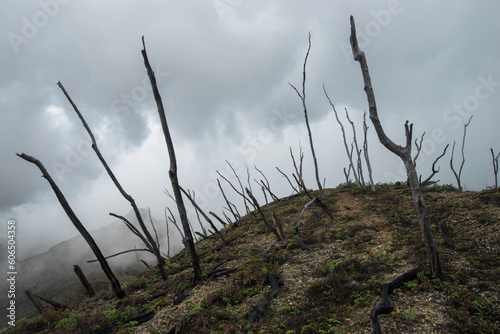 Dead burnt forest landscape
