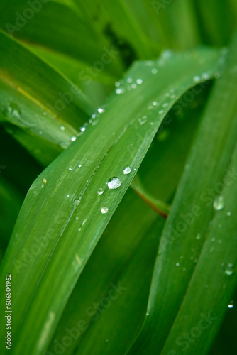 Drops of water on green leaves after rain