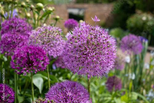 Stunning spherical purple allium flowers at the walled garden in the historical Eastcote House gardens  Eastcote Hillingdon  UK. 