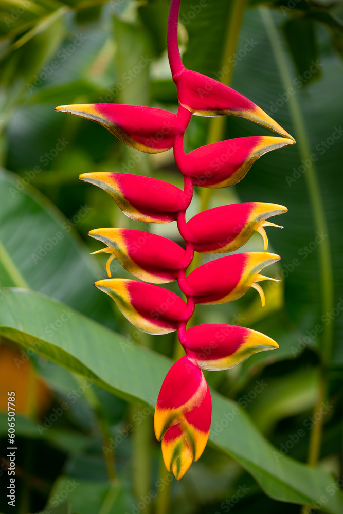 Φωτογραφία Hanging lobster claw or false bird of paradise (Heliconia rostrata) is a herbaceous perennial plant with downward-facing yellow reddish flowers blooming on Martinique island, Caribbean Sea, France
