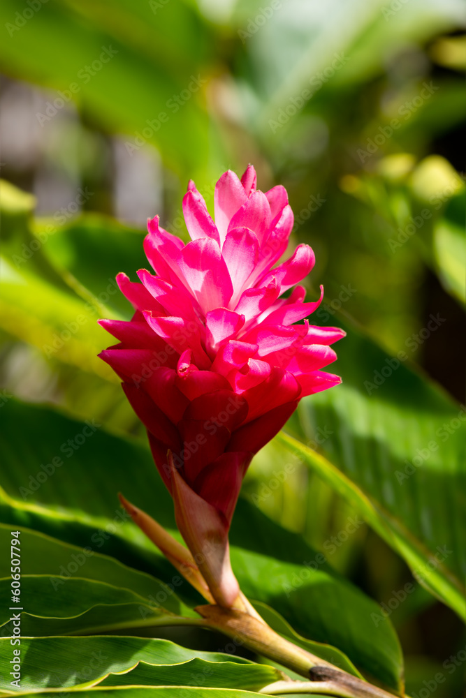 Red ginger (Alpinia purpurata) or ostrich plume and pink cone ginger, are native Malaysian plants with showy flowers on long brightly colored red pink bracts. Macro in Balata Gardens, Martinique. 