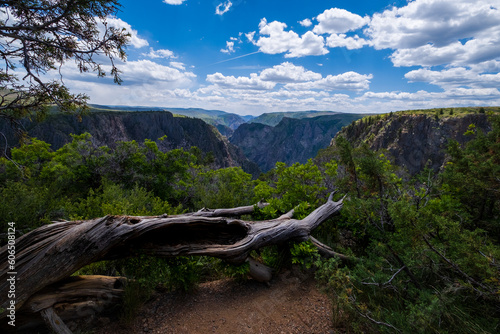 weathered log in the Black Canyon of the Gunnison Park, Colorado