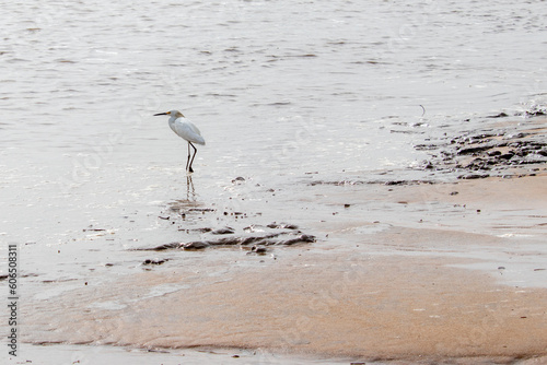 Oiseau sur la plage