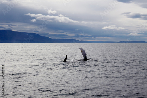 Ballena saludando en mar de Islandia