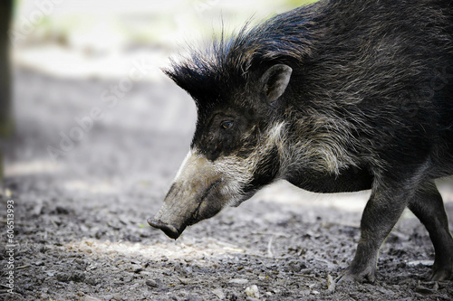 Side portrait of visayan pig on a walk. photo