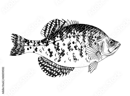 White crappie. Fresh water fish 