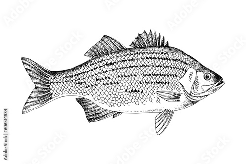 White bass, silver bass, or sand bass