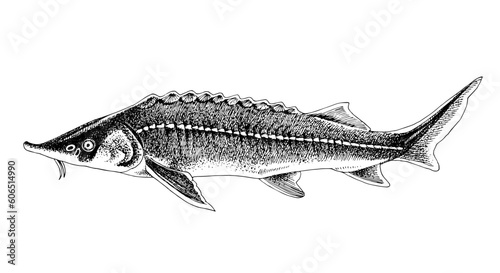 Sterlet or Sterlet sturgeon. Fresh water fish