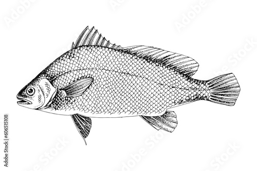 Predatory freshwater drum. Fresh water fish