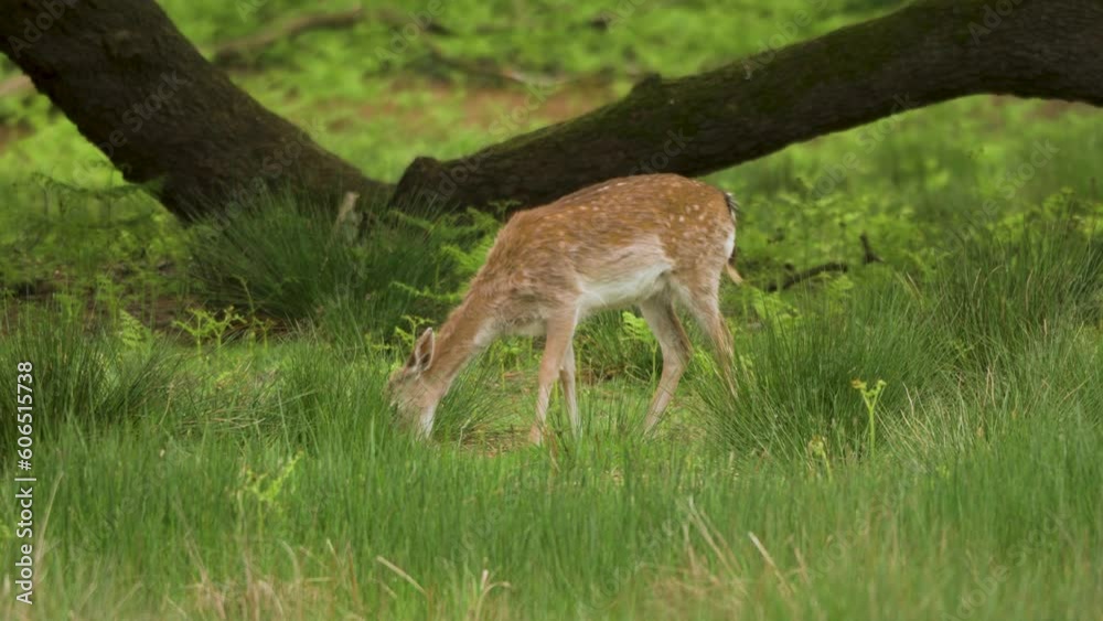 Single Fallow deer grazing around near an old tree in the long grass Single Fallow deer grazing around near an old tree in the long grass