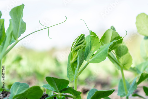 Wallpaper Mural Young pea leaves growing in a field close-up against a bright sky. Torontodigital.ca