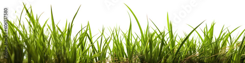 Green gras isolated, Banner (Generative AI, Generativ, KI)