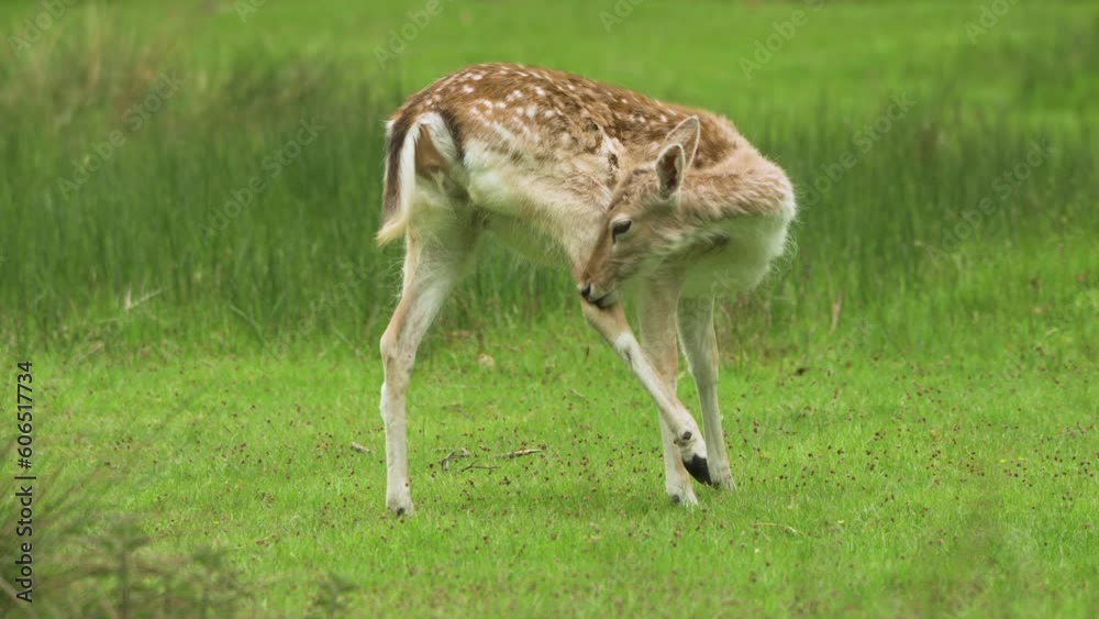 Close up of Fallow deer turning to scratch and itch on it's back leg Close up of Fallow deer turning to scratch and itch on it's back leg