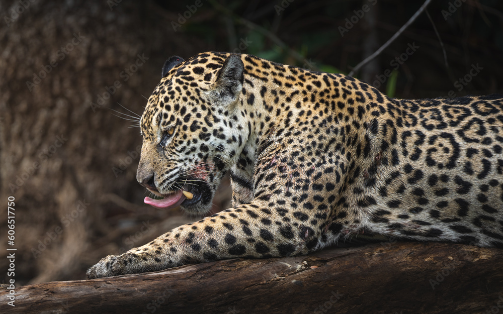Onça-pintada Onça-pintada