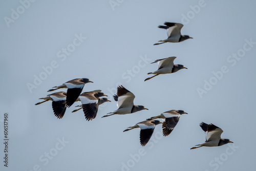 Flocks of gray headed lapwing bird at sundarban mangrove forest, Khulna, Bangladesh