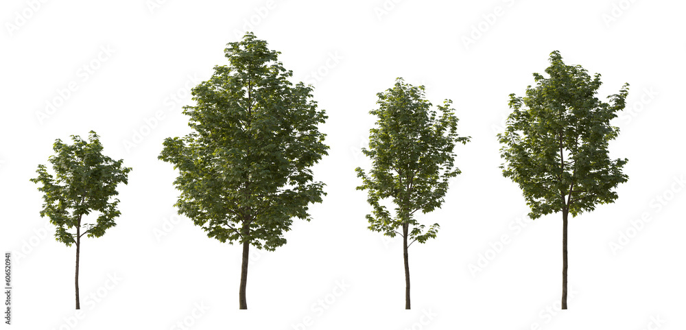 Fototapeta premium Sycamore platanus maple street trees in overcast light isolated png on a transparent background premium cutout