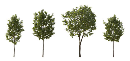 Sycamore platanus maple street trees in overcast light isolated png on a transparent background premium cutout