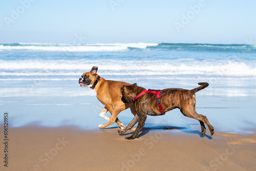 Boxer dogs playing on the beach