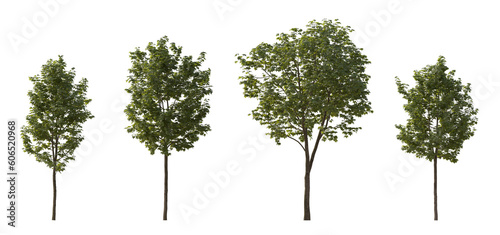Set of middle and small trees sycamore platanus maple street trees in overcast light isolated png on a transparent background perfectly cutout photo