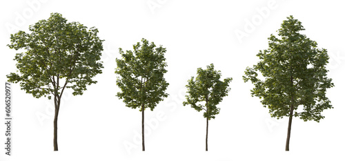 Fototapeta Naklejka Na Ścianę i Meble -  Set of middle and small trees sycamore platanus maple street trees in overcast light isolated png on a transparent background perfectly cutout